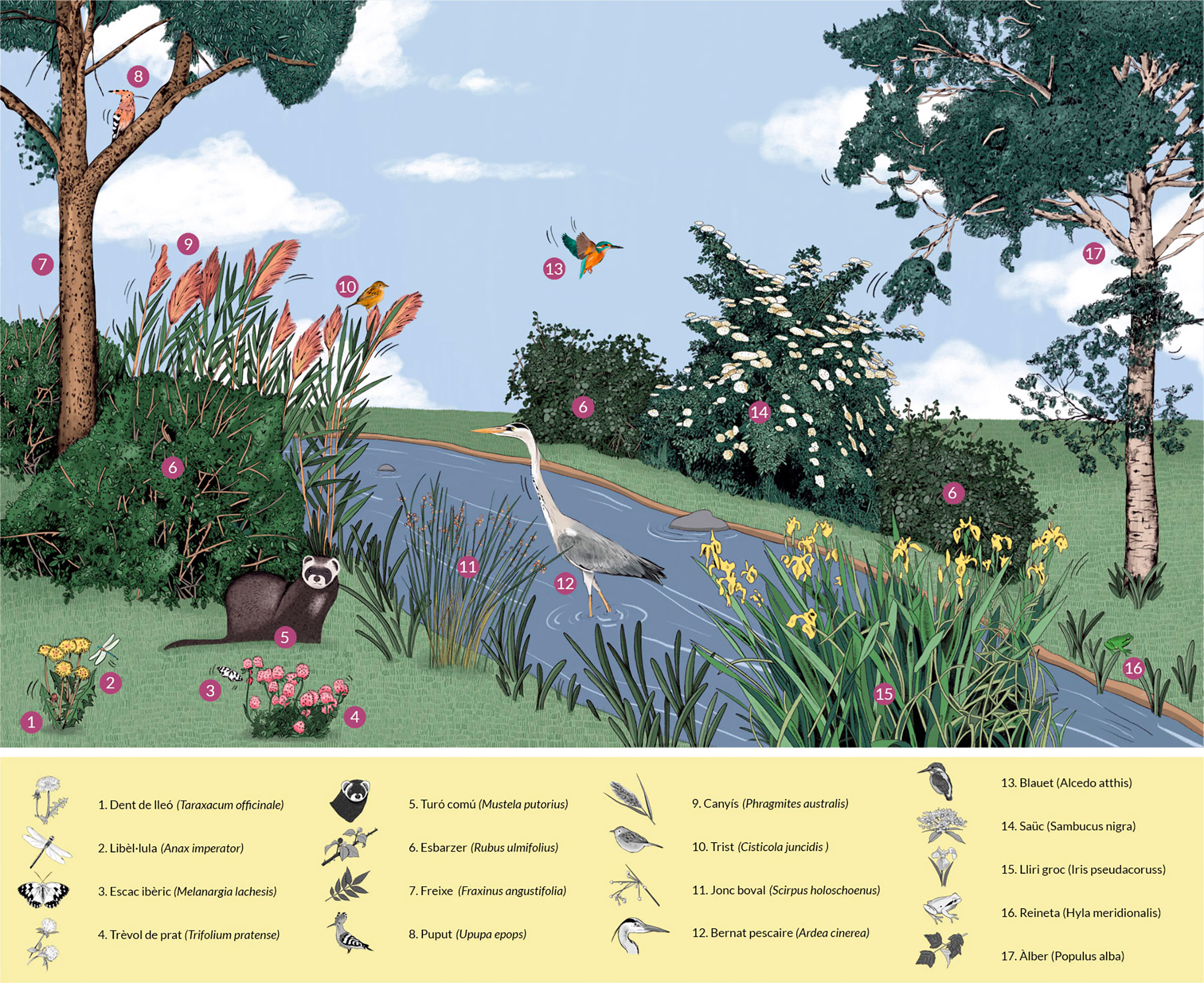 Hidronet_biodiversitat