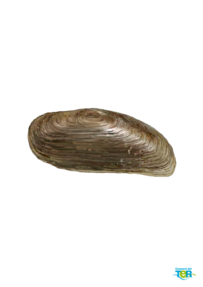 Unio-elongatulus