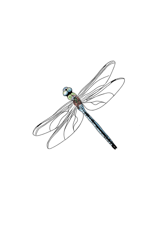 libelula
